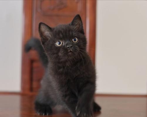 黑猫的象征意义及神秘力量（看见黑色的猫，有何寓意？）