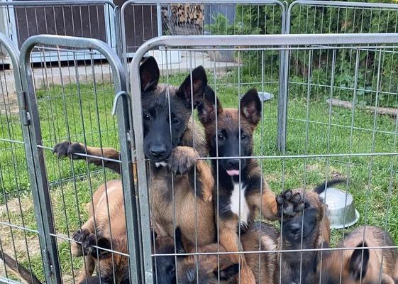 选购马犬的重要因素（马犬的品种、健康状况和性格特点是选购的关键）
