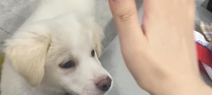 狗狗主动伸手，背后的寓意是什么？（解析狗狗伸手行为的意义及其与人类互动的关系）