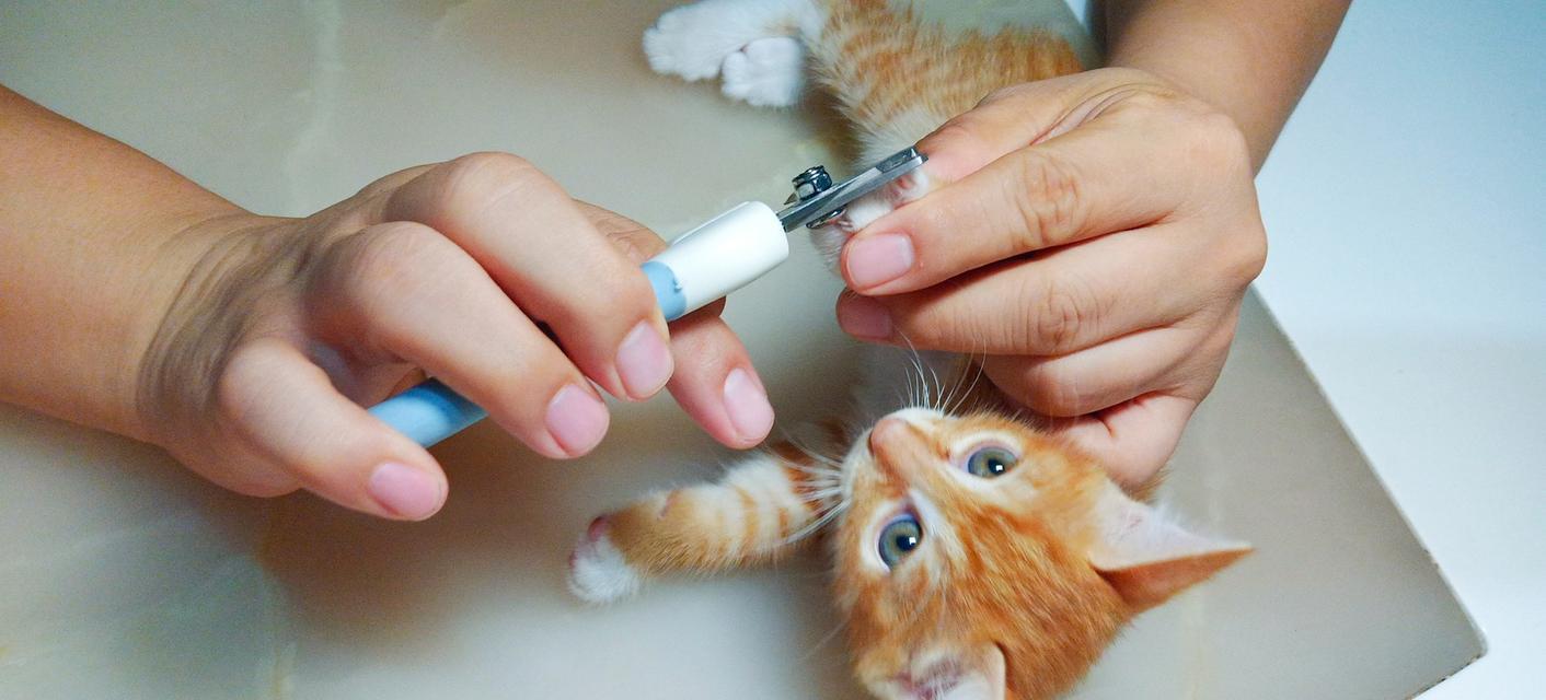 如何正确给猫剪指甲（掌握正确技巧，保证安全与舒适）
