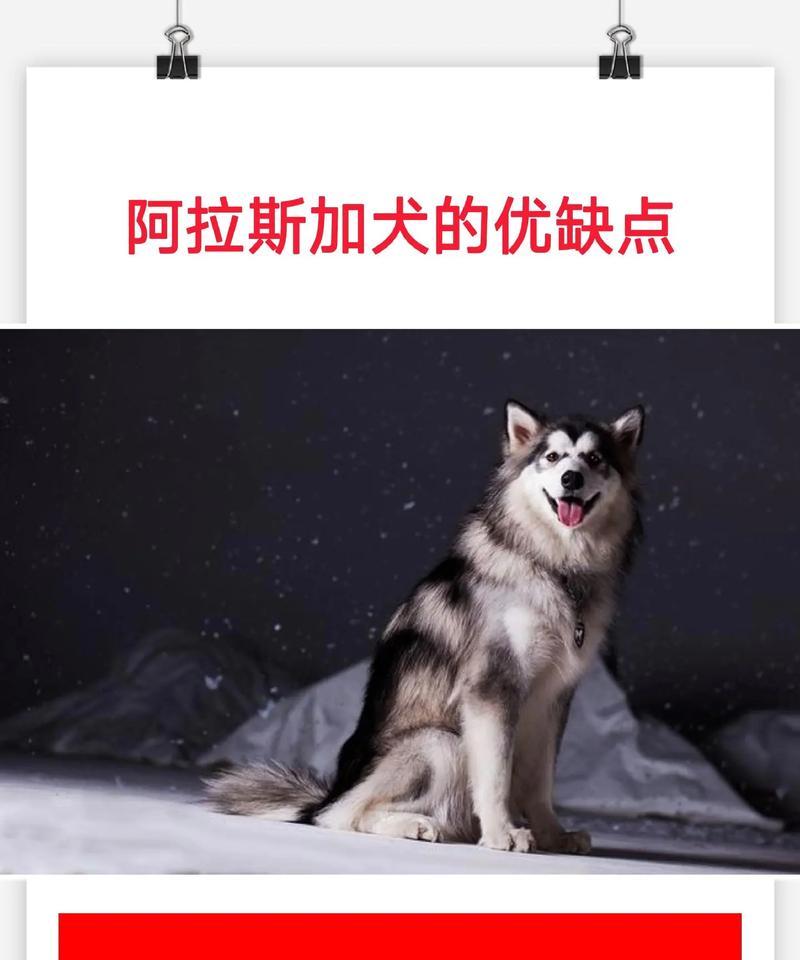 揭秘阿拉斯加狗喜欢叫的原因（探究狗狗表达欲望和需求的方式）
