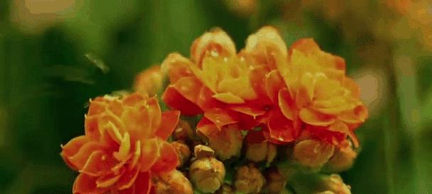 了解狗对哪些植物容易中毒？（探索狗犬友好和有害植物，保护你的爱犬）