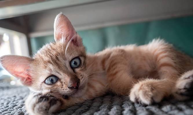 猫耳朵长螨虫的原因与防治方法（了解猫耳朵长螨虫的危害，有效保护宠物健康）