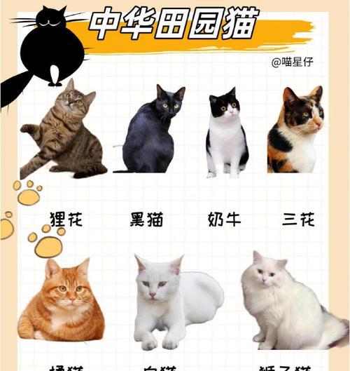 猫的品种及价格一览（探索猫咪世界的多样性，了解各种品种和其价格信息）