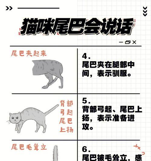 猫的尾巴长度代表着什么？（探索猫咪尾巴的奥秘）
