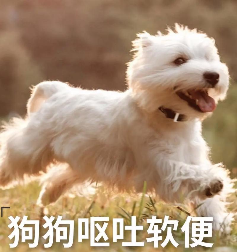 细小病吐出的物质的奇妙之谜（揭开细小病吐出物质的成分和作用的秘密）