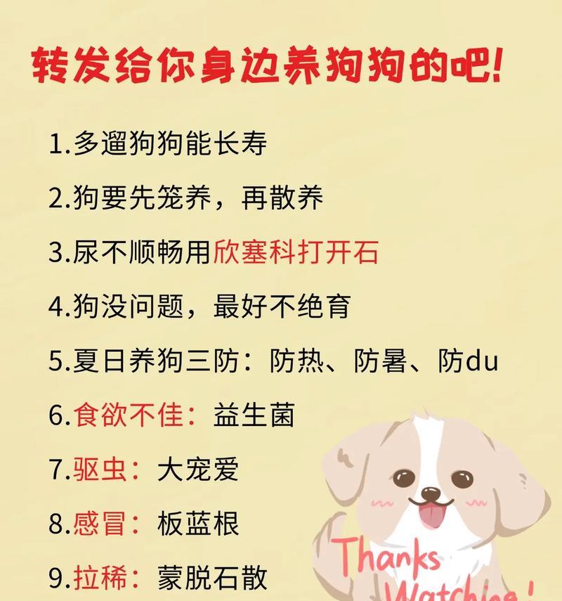 养狗狗的注意事项（关爱宠物，责任在肩）