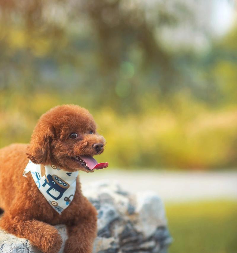 探寻泰迪犬色名贵之谜（揭秘泰迪犬稀有毛色背后的独特魅力）