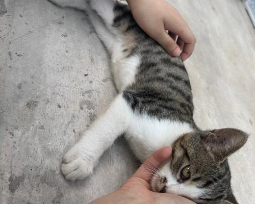 探究猫咪皮肤发红的原因（解读猫咪皮肤发红的隐患及应对方法）