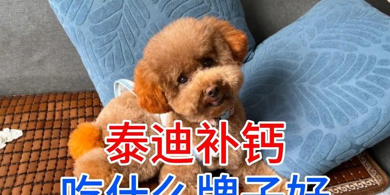 泰迪犬的饮食指南（了解泰迪犬的健康饮食，让它们快乐成长）