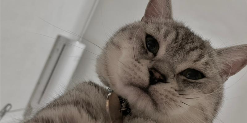 猫颤抖（揭开猫颤抖的神秘面纱，助你更好地关爱宠物）