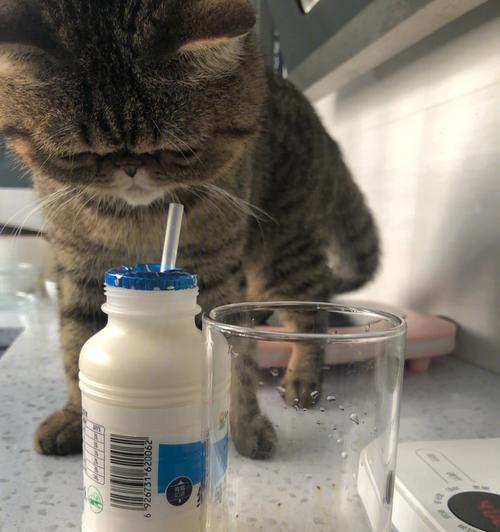 猫为什么需要喝牛奶？（探索猫喝牛奶的原因和益处）