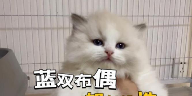 布偶猫的蓝双和海双配好，这是为什么？（探索布偶猫毛色遗传的奥秘）