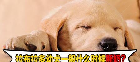 小狗什么时候可以开始叫呢？（探究小狗生长发育的关键时期）