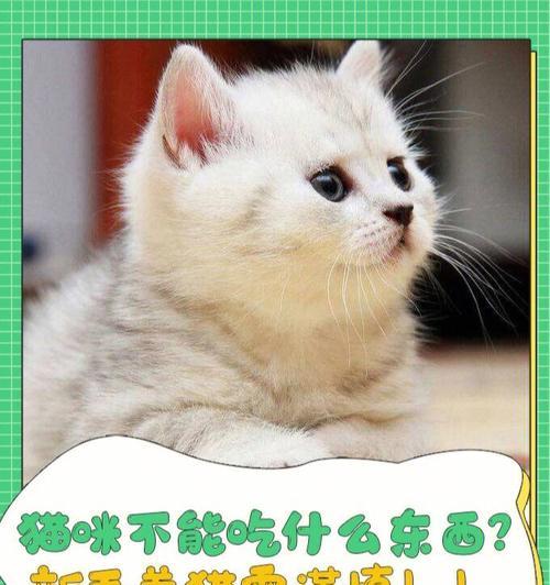 猫咪受伤了怎么安排饮食？（了解猫咪受伤后的饮食需求）