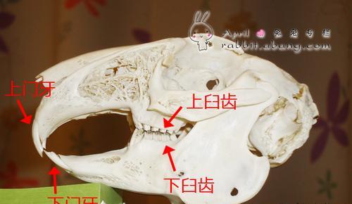 家兔牙齿健康的关键（探索家兔牙齿疾病防治的秘密）