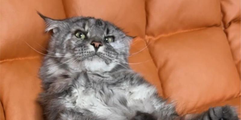 为什么猫需要梳毛？（了解猫咪梳毛的重要性及好处）