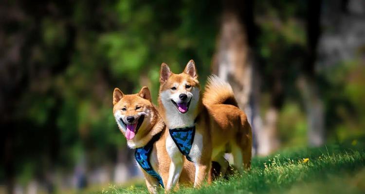 犬舍为何钟爱拉拉犬（探究拉拉犬的魅力与优势）