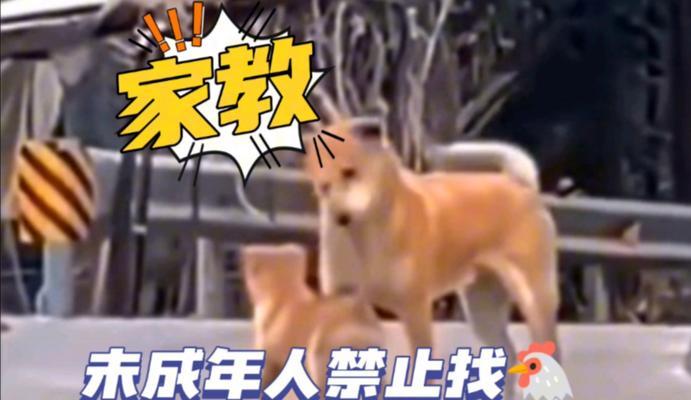 狗为什么会咬鸡？（探究狗咬鸡的原因及背后的行为动机。）