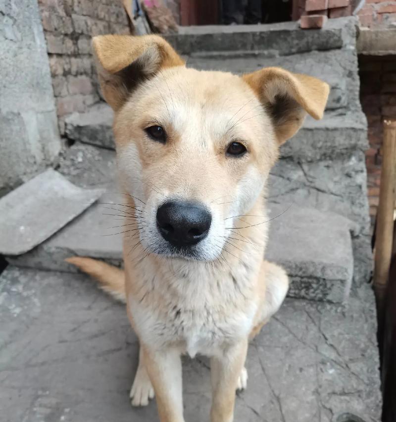 土狗幼犬一个月该吃什么？（科学饮食规划助力宝贝健康成长）
