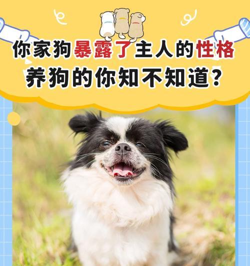 研究表明，狗吃什么与神经质有关（揭秘狗狗食谱）