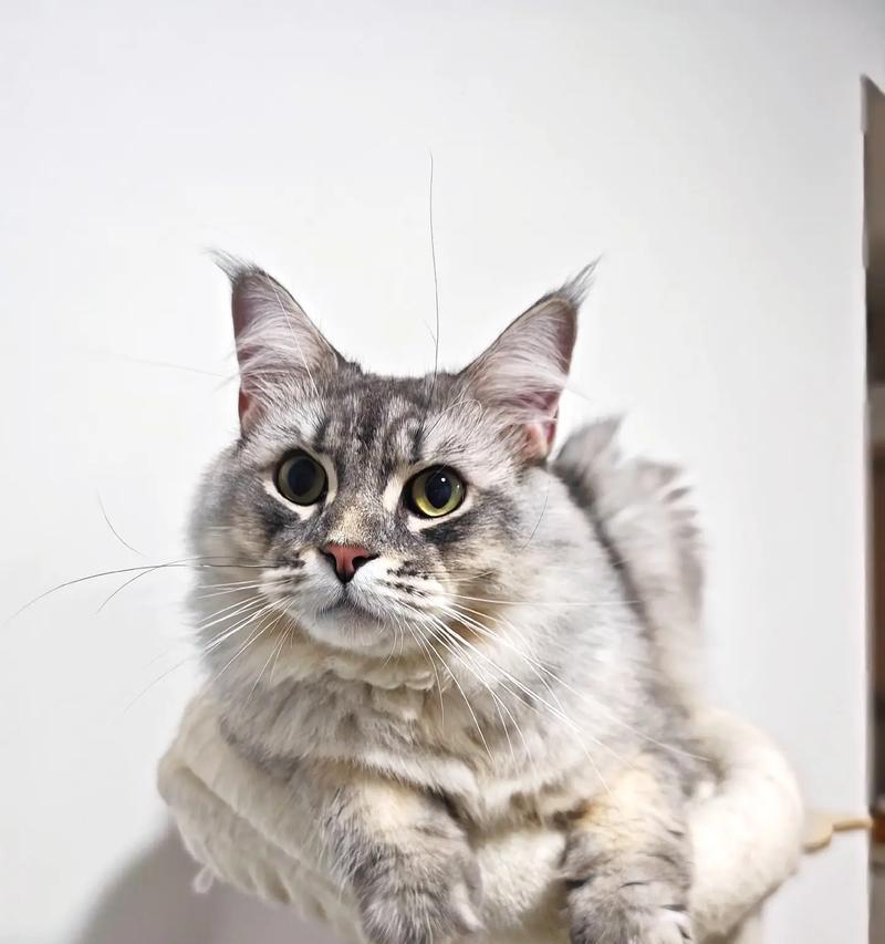 探索不掉毛的猫品种（了解如何选择不掉毛的宠物猫和照顾技巧）