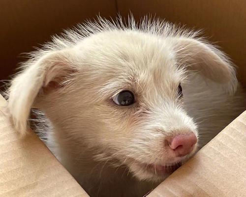 狗狗太瘦了，可能有什么问题？（探究狗狗过瘦的原因及解决方法）
