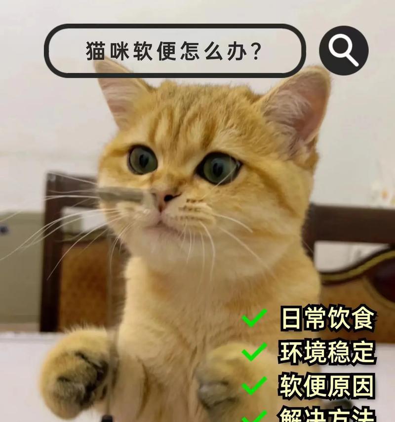 小猫拉稀的原因及应对方法（探寻小猫拉稀的主要情况和解决之道）