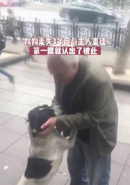 狗狗的忠诚之心（为何狗狗会认主人，主人的）