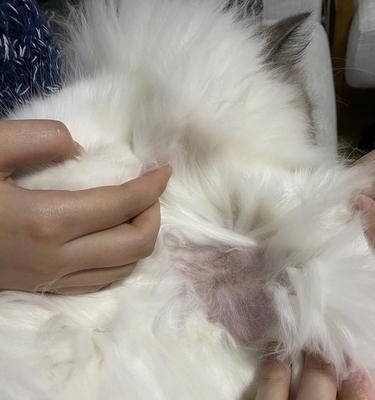 小猫为何喜欢腋窝？（探究小猫对腋窝的喜爱以及原因分析）