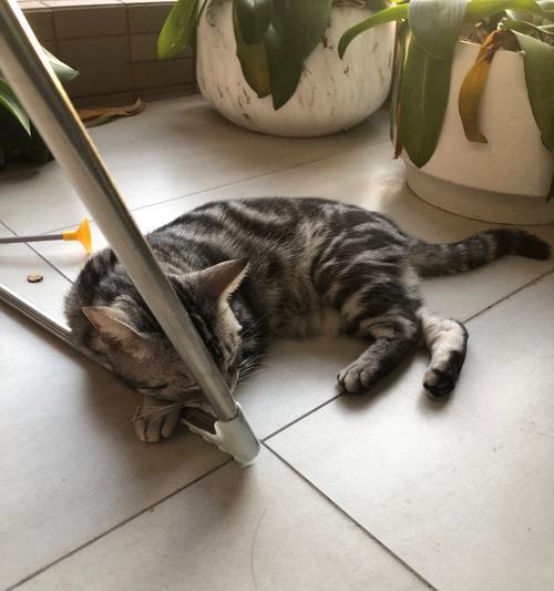 小猫胖起来！从饮食入手让小猫快速增重（探索小猫增重的秘诀，让你的宠物健康成长）
