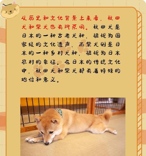 秋田犬的玩耍喜好有何区别（探寻秋田犬喜欢的玩耍方式和偏好）