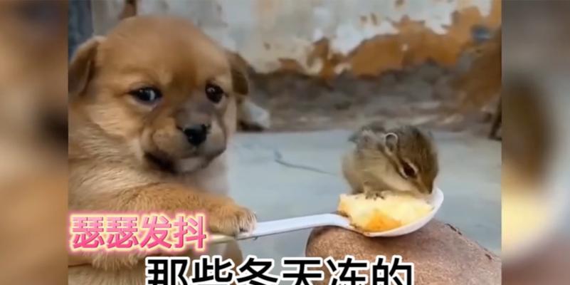 新买的狗为什么会抖？（探究新狗抖动的原因及解决方法）