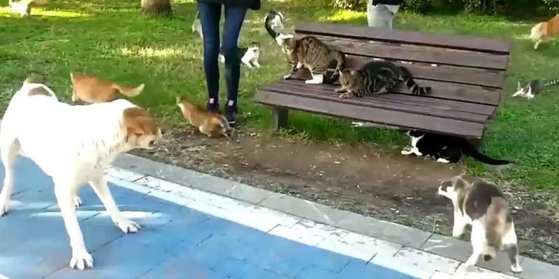 土狗为什么喜欢打群架？（探索土狗群架行为的原因及影响因素）