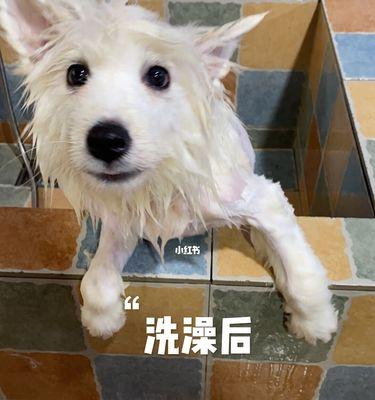 小狗为什么害怕洗澡？（了解小狗洗澡恐惧的原因和解决方法）