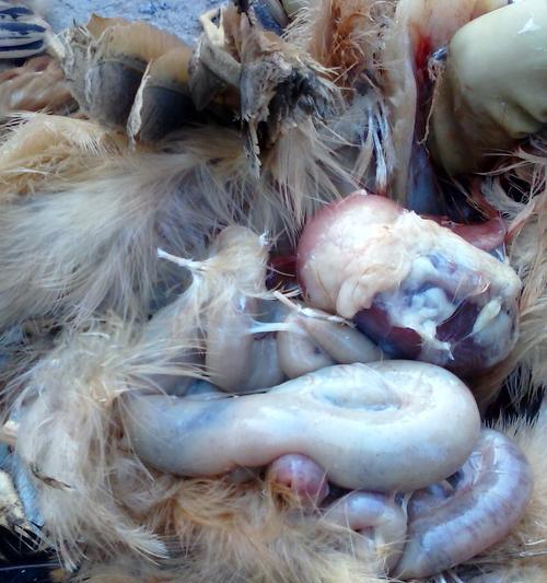 为什么狗狗容易感染球虫？（探究狗狗感染球虫的原因和预防方法）