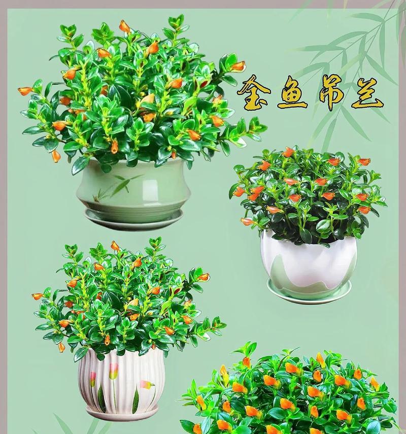与金鱼共同生活的最佳伴侣（以植物为主的理想金鱼饲养伴侣）