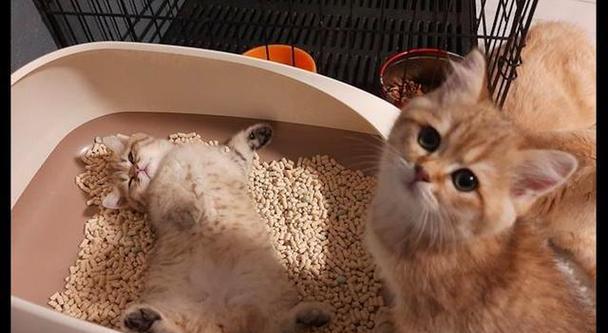 小猫为什么喜欢趴在猫沙上的原因（探究小猫对猫沙的偏爱及其益处）