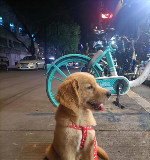三个月金毛（探索金毛宝宝的成长旅程）