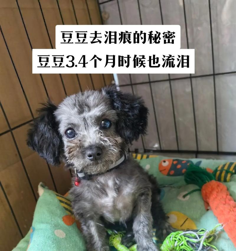 揭秘狗眼睛为何会出血之谜（探寻狗眼睛出血的原因及治疗方法）