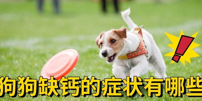 狗狗病危的常见表现及预防措施（宠物狗病危时应及早发现与治疗，）