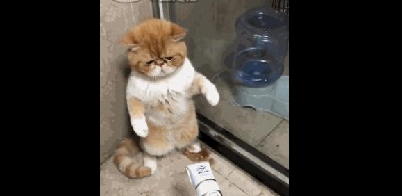 猫为什么会发抖？（揭开猫咪发抖的神秘面纱）