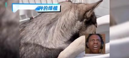 狗狗为何爱吃绿植？（探索狗狗食草行为的原因和解决办法）