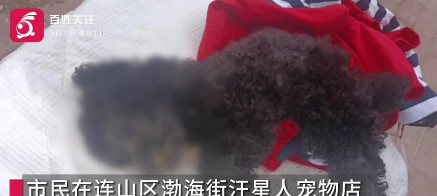探究泰迪生宝宝死亡原因（为什么泰迪繁殖过程中会发生生命危机？）