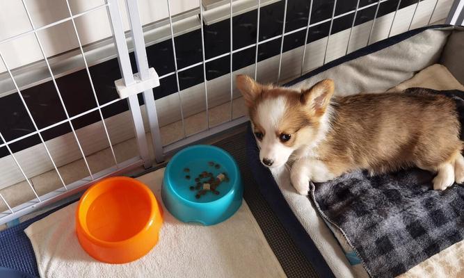 柯基犬为什么一直咳嗽？（探究柯基犬咳嗽的原因及可能的治疗方法）