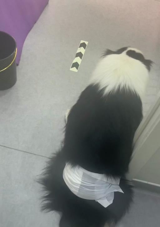 小狗何时能站起来？（探究小狗站立的关键时刻）