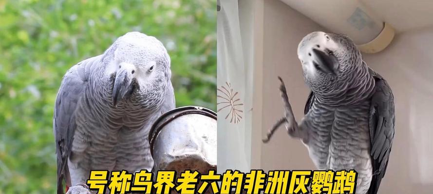 非洲灰鹦鹉的主要水果饮食（了解非洲灰鹦鹉喜爱的水果，满足它们的口腹之欲）