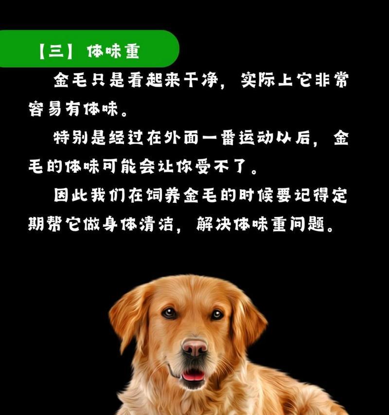 金毛体味的原因及解决办法（探究金毛体味大的原因，并提供解决方案）