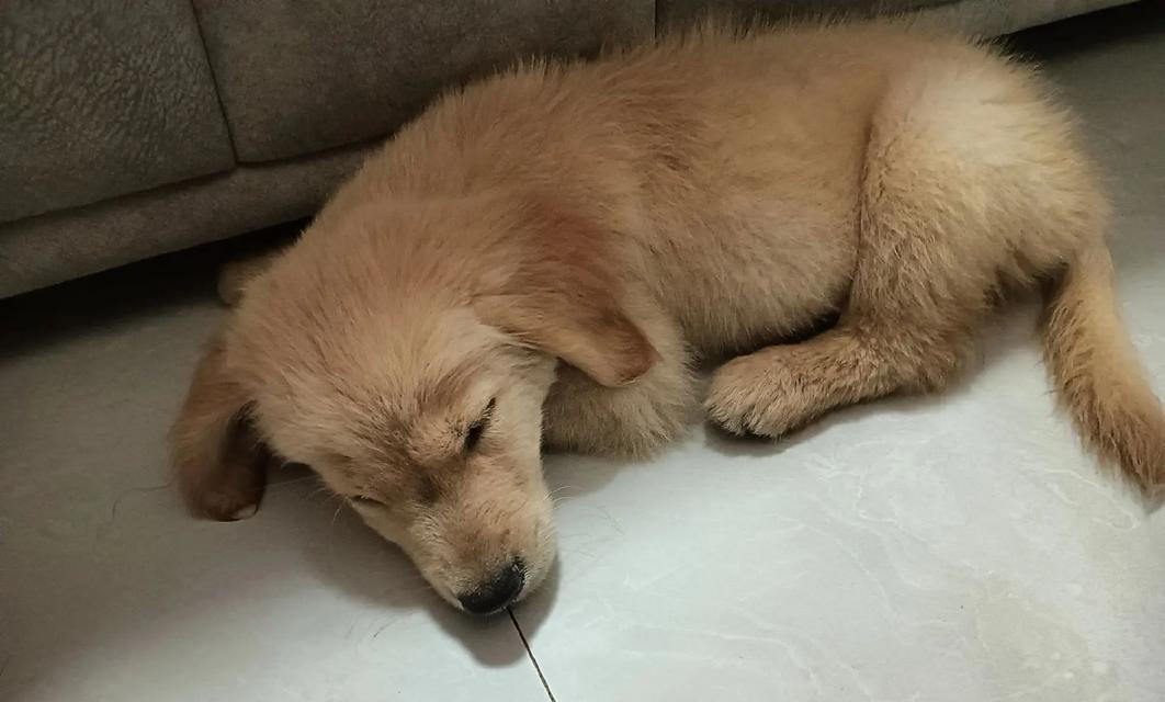 以小金毛喂什么长得壮？（探索小金毛成长的饮食秘密）