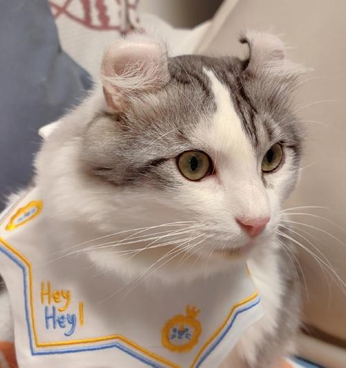 卷耳猫的独特特征及其生出的后代（揭秘卷耳猫的遗传奥秘与亲子关系）